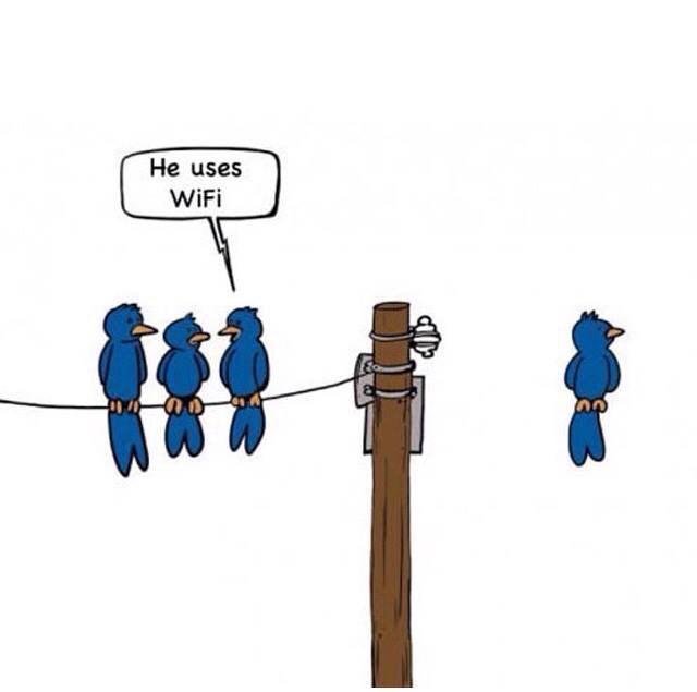 Le wifi : mêmes les piafs s'y mettent ...