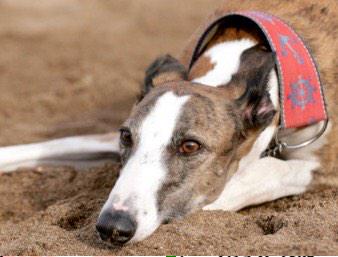 SurepickRatings's tweet image. Busy day in the office - get your "SUREpick" predictor @ - surepick.com.au - Stay 1 step ahead of the rest !