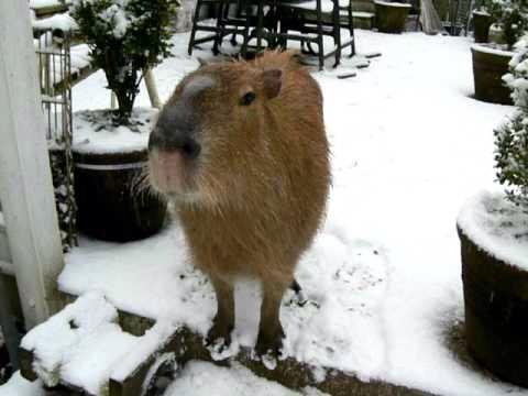 casualcapybara's tweet photo. Hate this weather😠❄️ http://t.co/y0qEqkuqFl