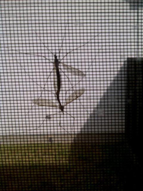 Look what's bumping uglies on my window! @mcjsparks <a href="/PamelaStackhous/">Pam ;)</a> <a href="/lisa619/">Lisa Carpenter</a> <a href="/angelicsong/">bridget lee huhn</a> <a href="/justbreakable/">Em</a> <a href="/KatDog9mm/">Kat Gun D</a>