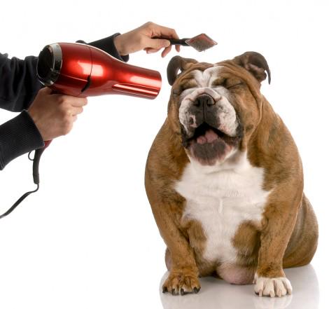 How can you keep your dog extra warm this month? Grooming!