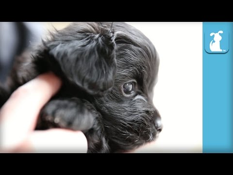 Squeebles tweet media