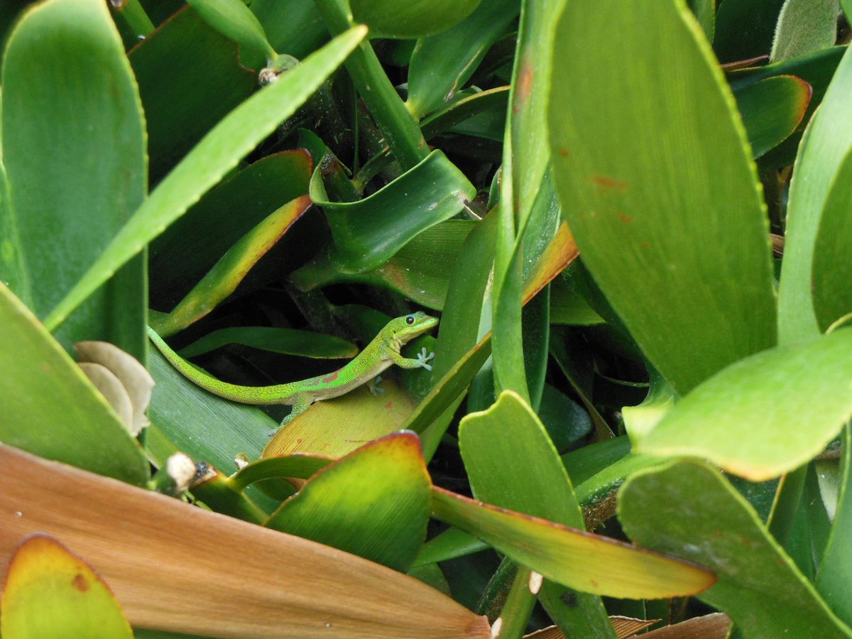 SnakeAdvocate's tweet photo. #NotSnakes, but some cool herps from Hawaii: #SeaTurtle, day gecko, @snakestack http://t.co/QoMLuvZWYt