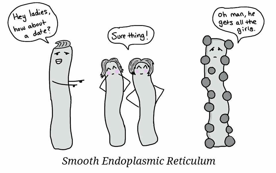 RogersonChet's tweet photo. One for the Lower 6th after their Biol 1 exam @chetscience @astirrup34 http://t.co/ItZbc4Wwva