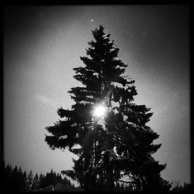 denisbalibouse's tweet photo. #Paccots #sapin #tree #winter #Switzerland #fribourg http://t.co/8z2QdYZ8JM http://t.co/kplmm7MNhh