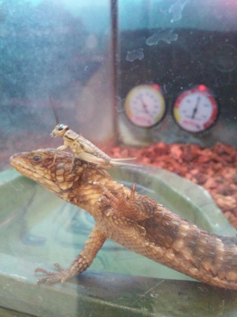 danaboy317's tweet photo. When two idiots collide.
#NotSoPetSmart http://t.co/4FjKGCsqSS