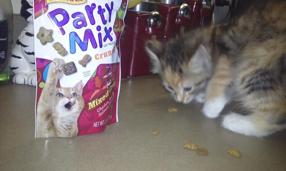 TrixiTwelveToes's tweet photo. @Friskies  #partymix Trixi is 9 wks old &amp; she LOVES her treats! She's multicolored long hair tabby with 12 toes! http://t.co/n5FbZ5pcpU