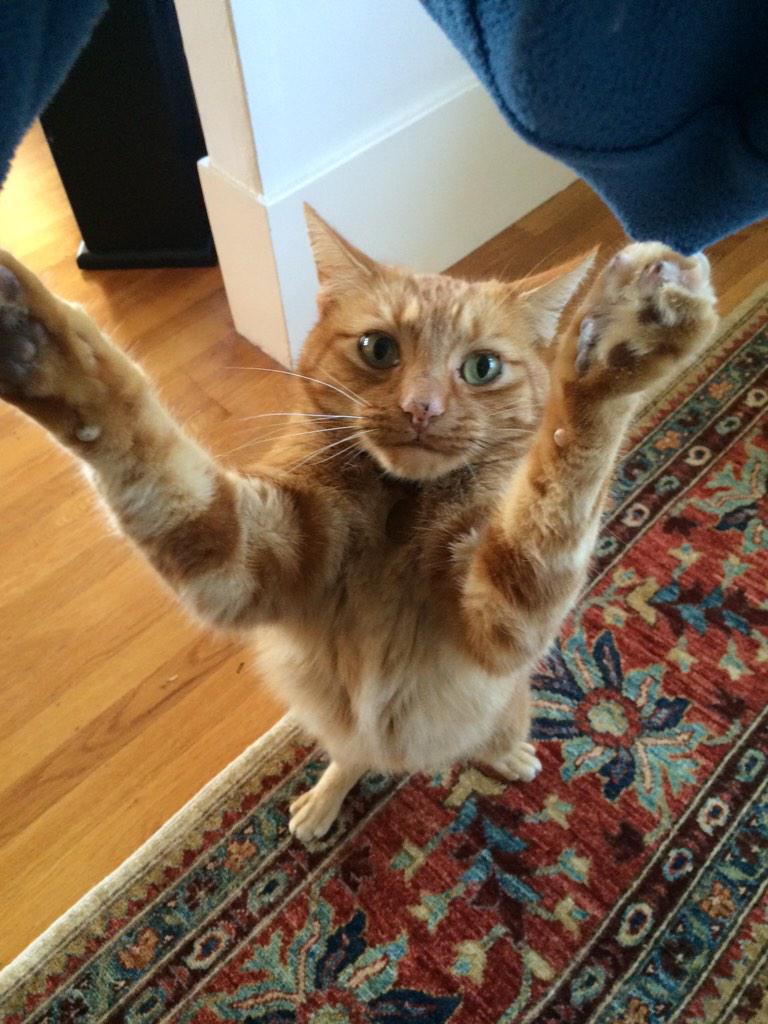 ax_bt's tweet photo. My cat likes to hang around at mealtime.
#protip wear loose #fleece
#belikecat http://t.co/Yjpq55tLuD