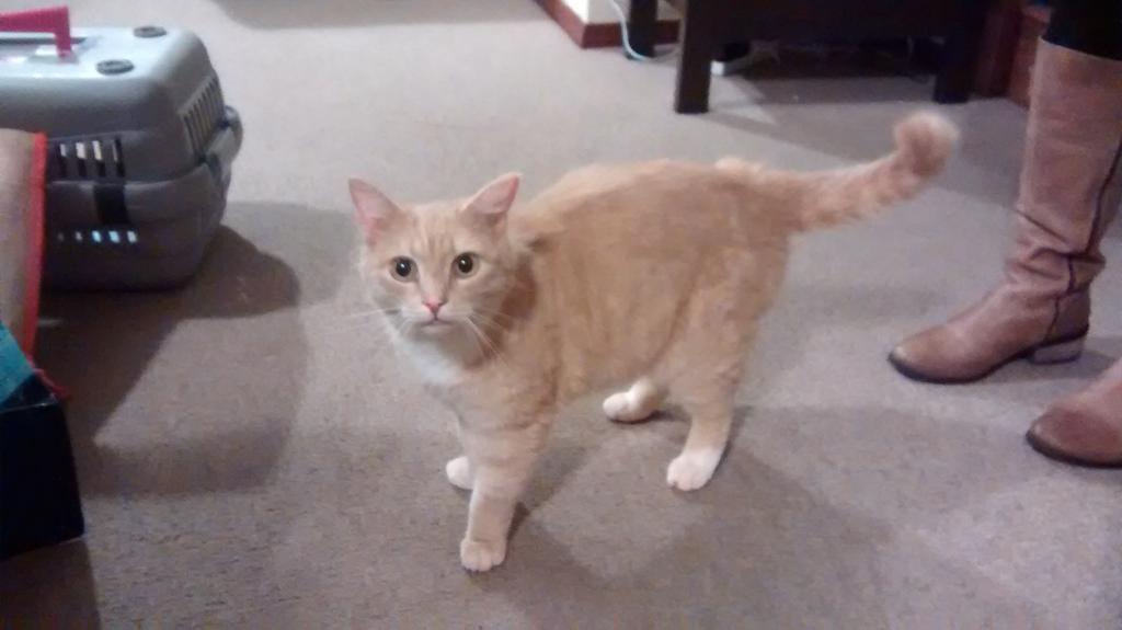 MrsTea_'s tweet photo. The newest member of the Thompson family #joecat #gorgeous http://t.co/697JLRN0jT