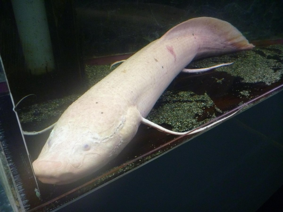 東京タワー水族館 でした Na Twitteru アルビノ エチオピクス 肺魚 を でっかいウーパールーパー だ と言っている会話を1年に1回くらい耳にするのですが ウーパールーパーは1mを超えるようなサイズにはなりません ぼけっとした顔はちょっと雰囲気が似 東京タワー水族館 でした Na Twitteru アルビノ エチオピクス 肺魚 を でっかいウーパールーパー だ と言っている会話を1年に1回くらい耳にするのですが ウーパールーパーは1mを超えるようなサイズにはなりません ぼけっとした顔はちょっと雰囲気が似