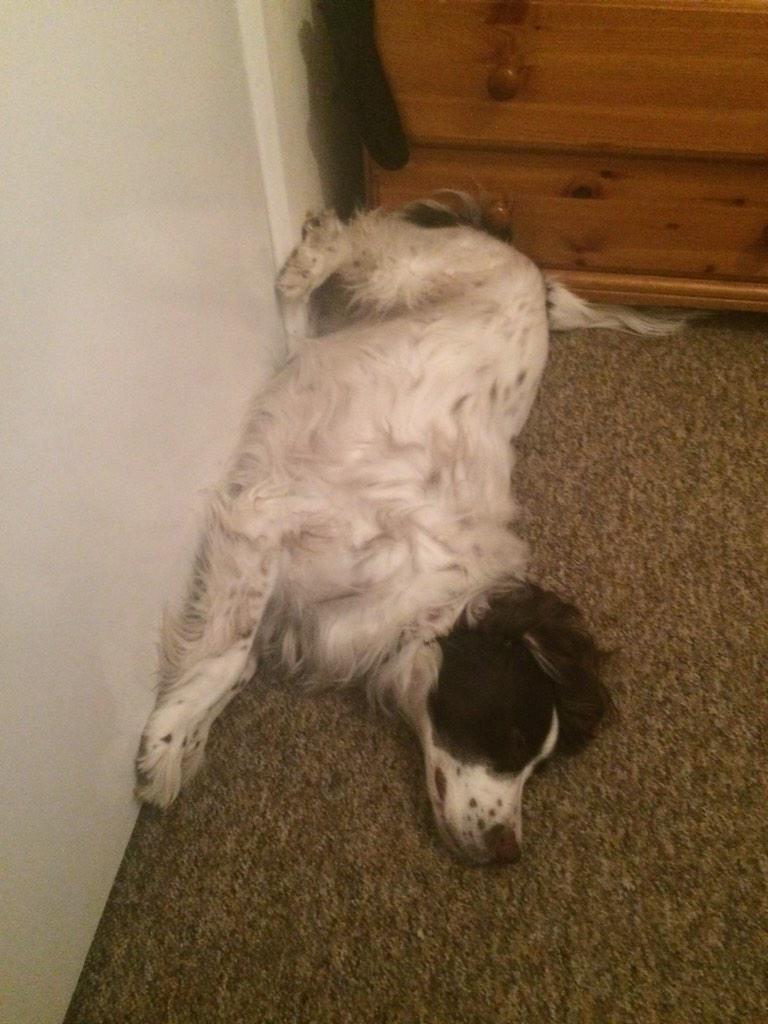 condog774's tweet photo. Is this weird how my dog is sleeping!!! #wierdeeping #dogs #DogsofTwitter http://t.co/uudjR1F9A2