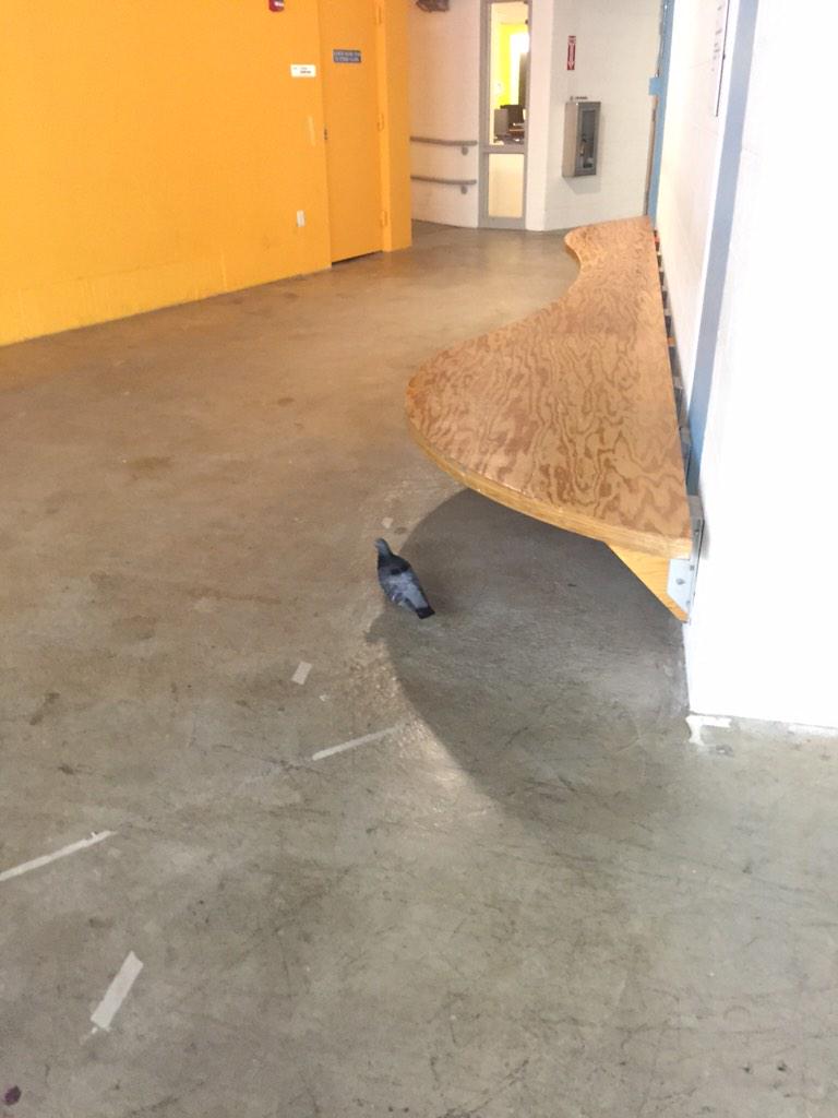 Typical winter in Boston... There are pigeons in the basements of buildings. #pigeonpower #WinterWarmUp