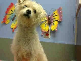 Create4Ever's tweet image. DIOR a445515 #maltese#yorkie 1yr #PUPPY #CA#morenovalleyshter #2DIE EOD 2/12 hasPLEDGES #FOSTER #ADOPT .@giselle1900
