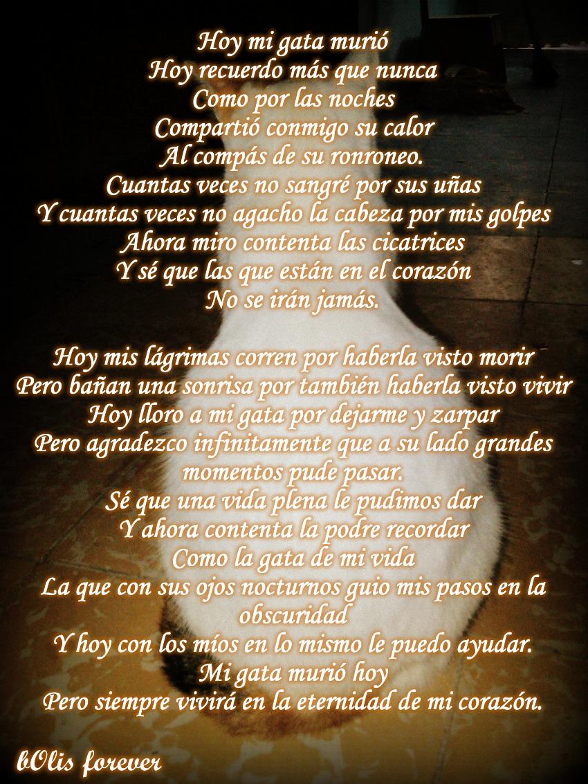 Akire_Hdz's tweet photo. Ayer mi gata murió, pero siempre estará en la eternidad de mi corazón❤
#bOlisForever😥 @YoSoyCatLover @SoyCatLover http://t.co/PIE2se9Xi7