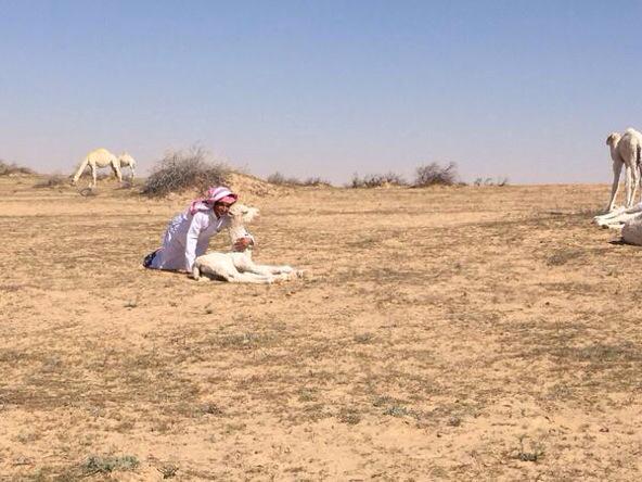 MhOthaibi's tweet photo. اللي يقول الحب حب الغنادير
    وشلون لوحبيت خشم الحويْر

تبا تولع في غرام المغاتير
     ماهوغرام أم النهيد الصغيْر http://t.co/C9c1gn6TXW
