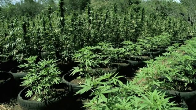pondends_radio's tweet photo. Farmers all over Jamaica take part in marijuana exhibition, displaying the finest Ganja - http://t.co/5FqHX8dokI http://t.co/ox37hFswfP