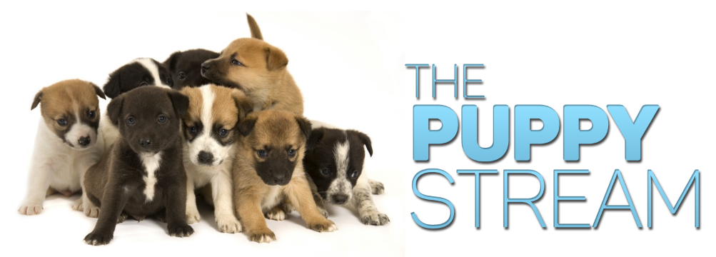machinimalive's tweet photo. CONFIRMED: Puppies coming in tomorrow to play games with us. 1-3PM PST. Brace yourselves for cuteness. http://t.co/zF88KsZ3tm