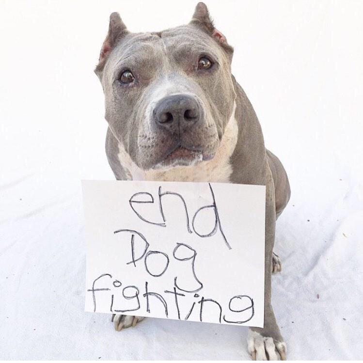 basicwhytechick's tweet photo. This breaks my heart 😢 http://t.co/aIJKPV1Db4