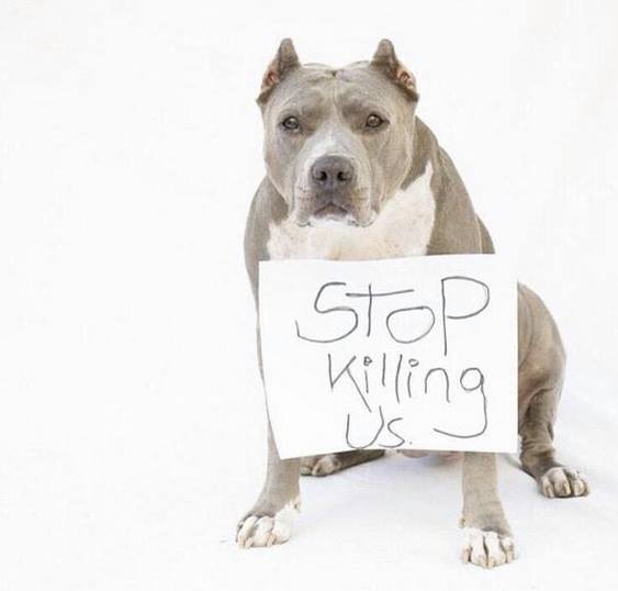 WolfpackAlan's tweet photo. This breaks my heart... http://t.co/EkIJnAWB7W