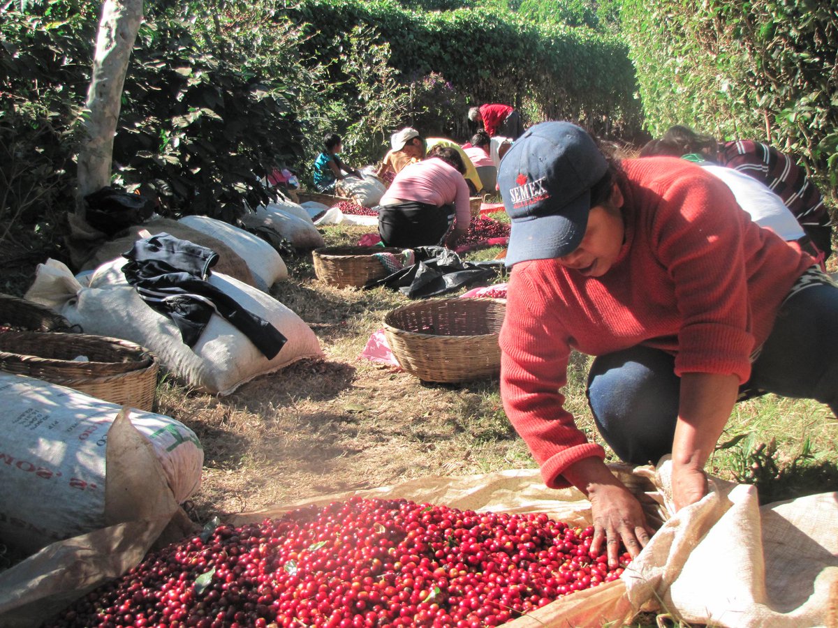 cafemontesion's tweet photo. Sorting coffee to export 100% ripe cherries, the result…. sweet coffee, bright acidity, exotic flavor. #bestcupcoffee http://t.co/ZTm9Mfnw3X