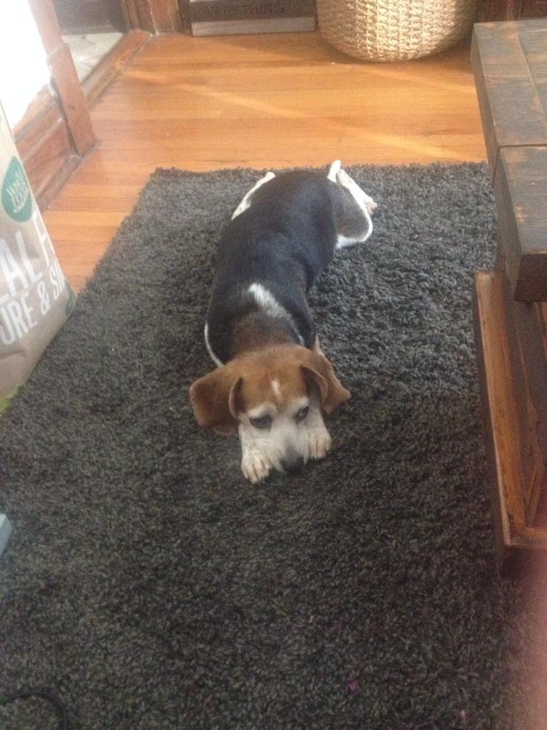 tk_springer's tweet photo. There is really nothing better after a long day than hanging out with this monster. #IsItFridayYet http://t.co/X4Ujxwv9Gn