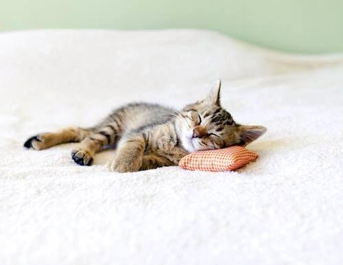catarinavelosa tweet picture