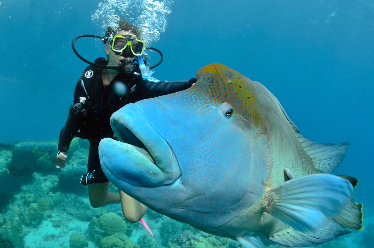 ozintro's tweet photo. Diving with Maori Wrasse in the Great Barrier Reef!! http://t.co/tZSeZmmohU