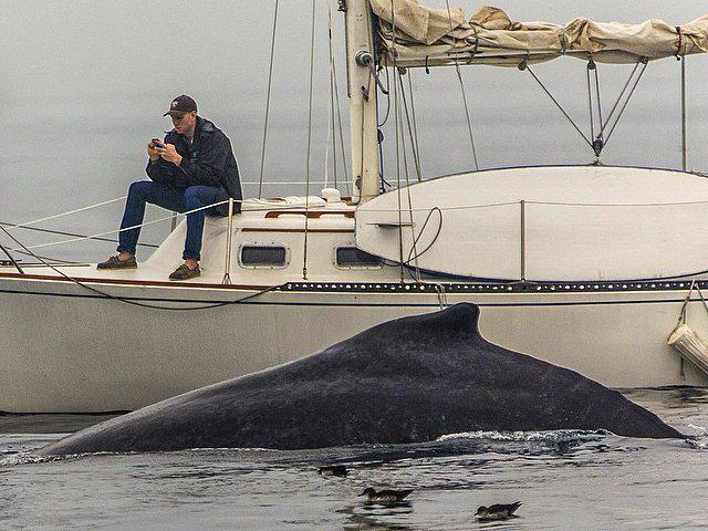 Man miss passing humpback whale while texting on his phone :( Image credits Eric Smith instagram.com/esmith_images/