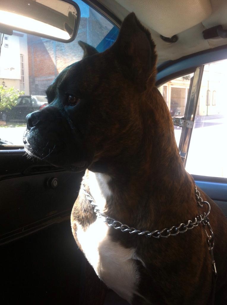 cesarintc's tweet photo. Boris en el vocho. Genial http://t.co/x6H3sS1Jb2