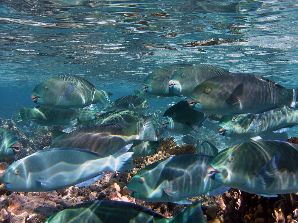 saveourseas's tweet image. MT @GCITweet: Our researchers &amp;amp; @SeaviewSurvey are exploring coral reef #timecapsule in Chagos bit.ly/1KO4Yoc
