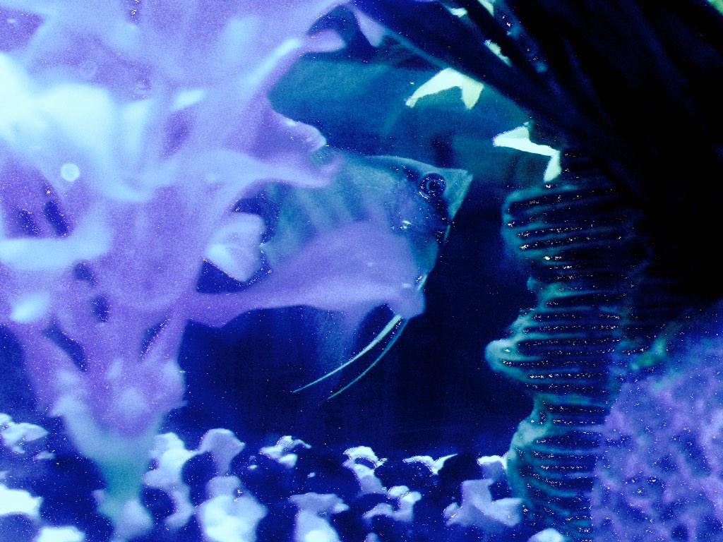 Troy Rep tweet media