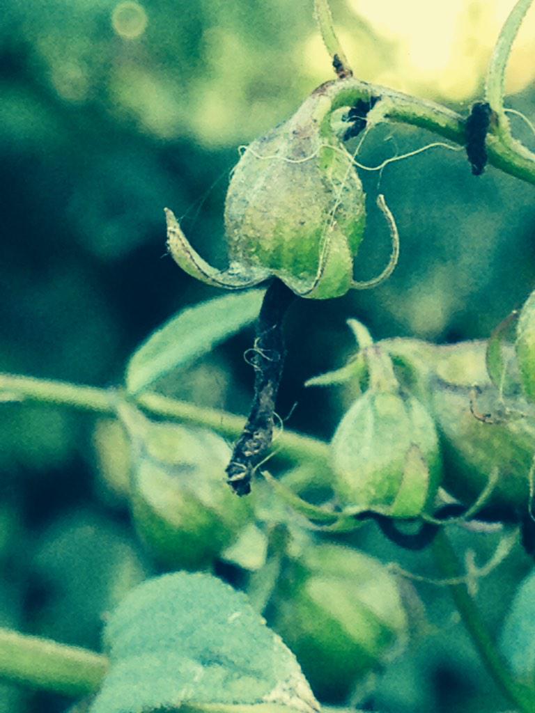 Troy Rep tweet media