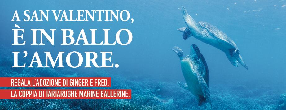MondoCTS's tweet photo. - 2 a #SanValentino. Fai un gesto d'amore. Regala l'#adozione digitale di Ginger e Fred. http://t.co/tCzSbuEh0Y http://t.co/KR9jDblzL1