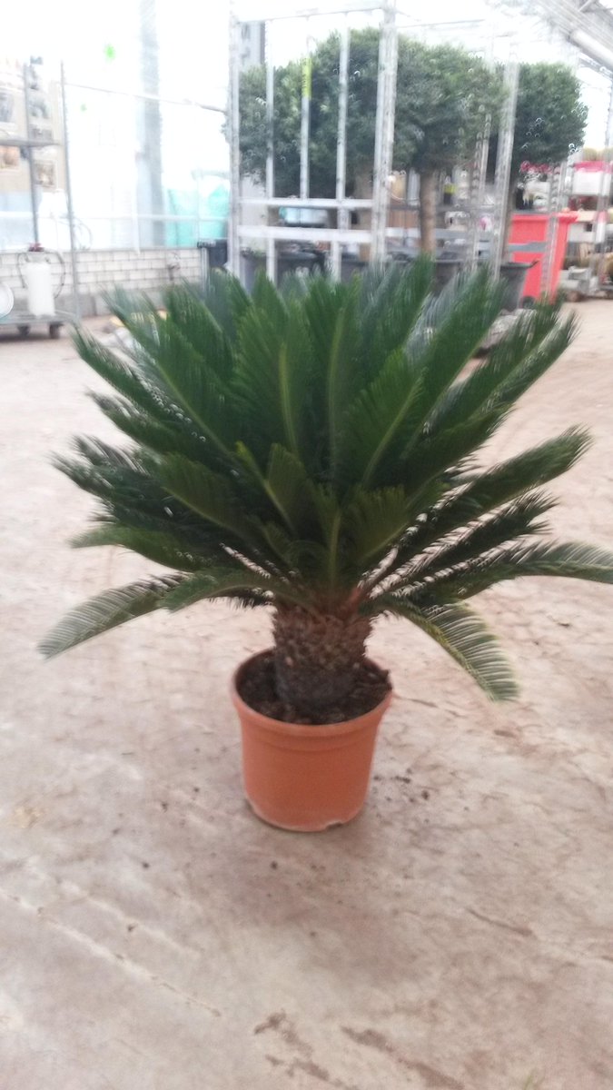 Heboplant BV. tweet media