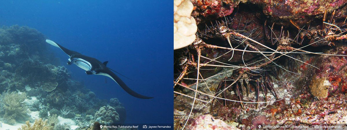 MorefunTourism's tweet photo. #TubbatahaReefs Natural Park is one of the best dive sites in the world and is a source of #Philippine pride. http://t.co/fXijogTUte