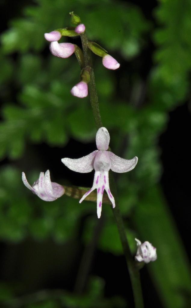Stenoglottis fimbriata