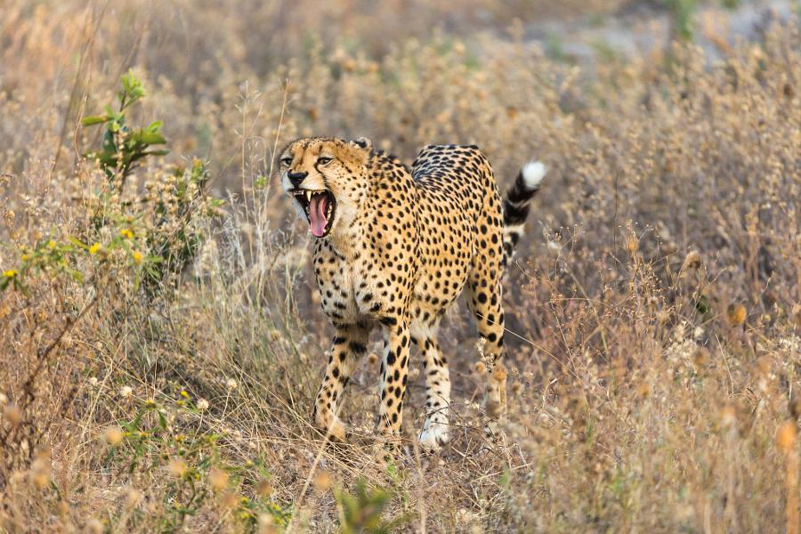CoverGap's tweet photo. Snarl…….. by Bee ... - http://t.co/nTImaAmINq #2014 #Botswana #CheetahNewGuys #Kwando #Lebala #SouthAfrica http://t.co/iIfj7IHW41