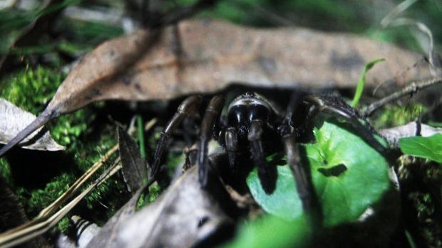 iSteph's tweet photo. @brokentapedeck welcome home “@smh: Funnel webs on the march across Sydney. http://t.co/gJvK3Hb1js http://t.co/HoCJOkF3U4”