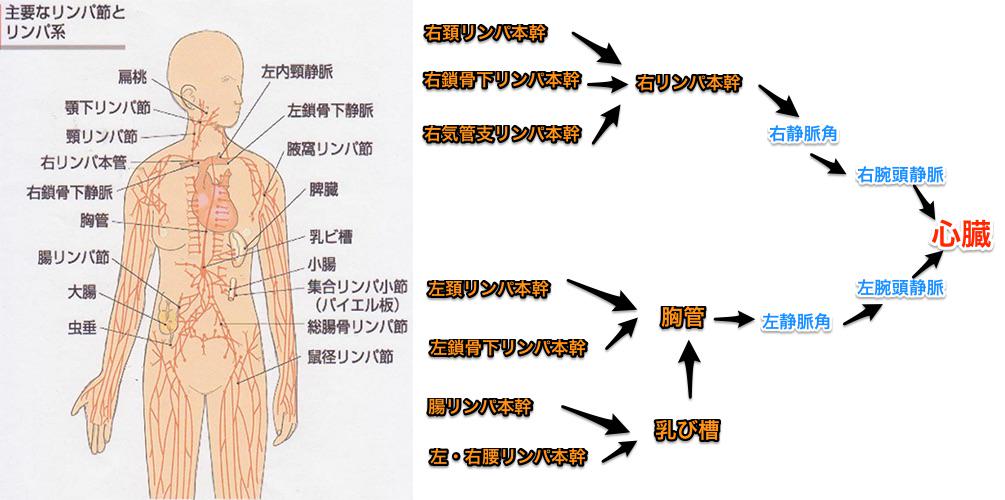 ゴロ 解剖生理イラスト Sur Twitter リンパ管の走行 右リンパ本幹 右上半身のリンパを集める 胸管 左上半身 下半身のリンパを集める Http T Co Pi16l3bnc5 Twitter