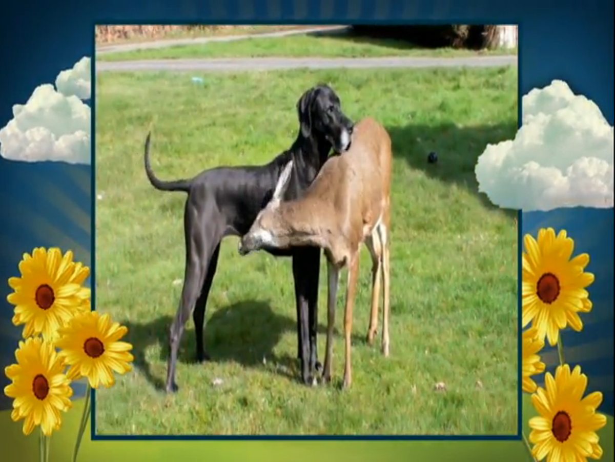 Odd Couple of the Week: Dog and Deer [Watch] >> bit.ly/1Amg6HN