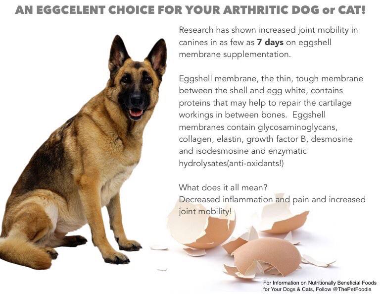 ThePetFoodie's tweet photo. Have you considered #eggshellmembrane for your #arthritic dog or cat? Save those shells, grind 'em up and mix w/ food http://t.co/PlJILLo7ny