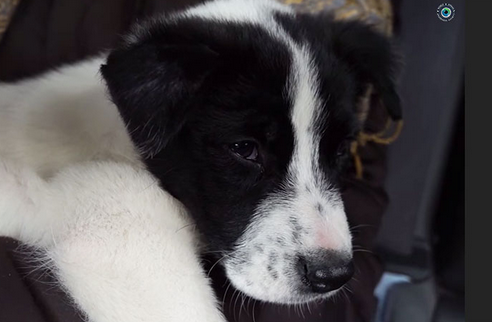 OrvisDogs's tweet photo. Video: Lucy has a real chance at a better life thx to @WA2Sorg and #OperationHouston http://t.co/SjDTlfIF5E #dogs http://t.co/AkcSB2oJCT
