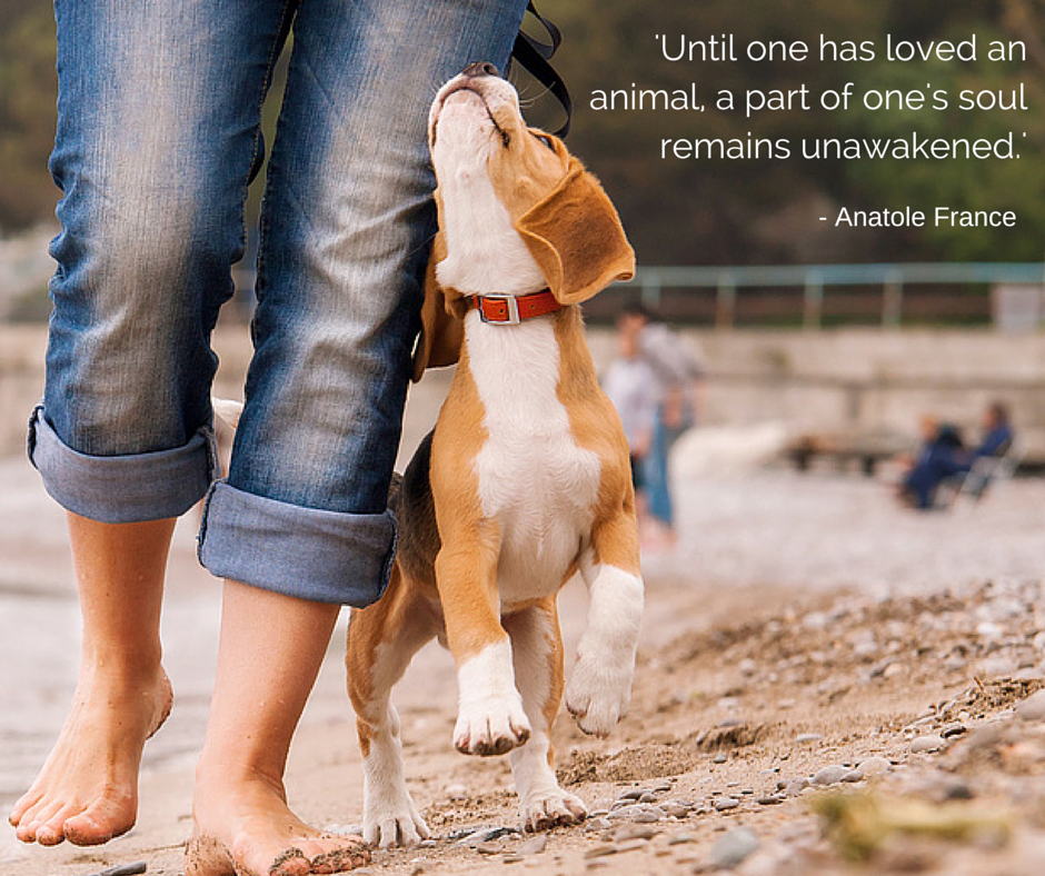 Very true! #quoteoftheday #petmd #pet #loveforpets #amazingpet #dog #cat