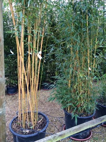 Pruning & Trimming Bamboo - Bamboo Sourcery Nursery & Gardens