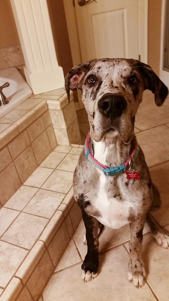 chasnievinson's tweet photo. "Wait...you are packing & NOT taking me with you?" #daneproblems #olliethegiant #pitifulface #dogmom #greatdanepup http://t.co/cNc9nvYiwY