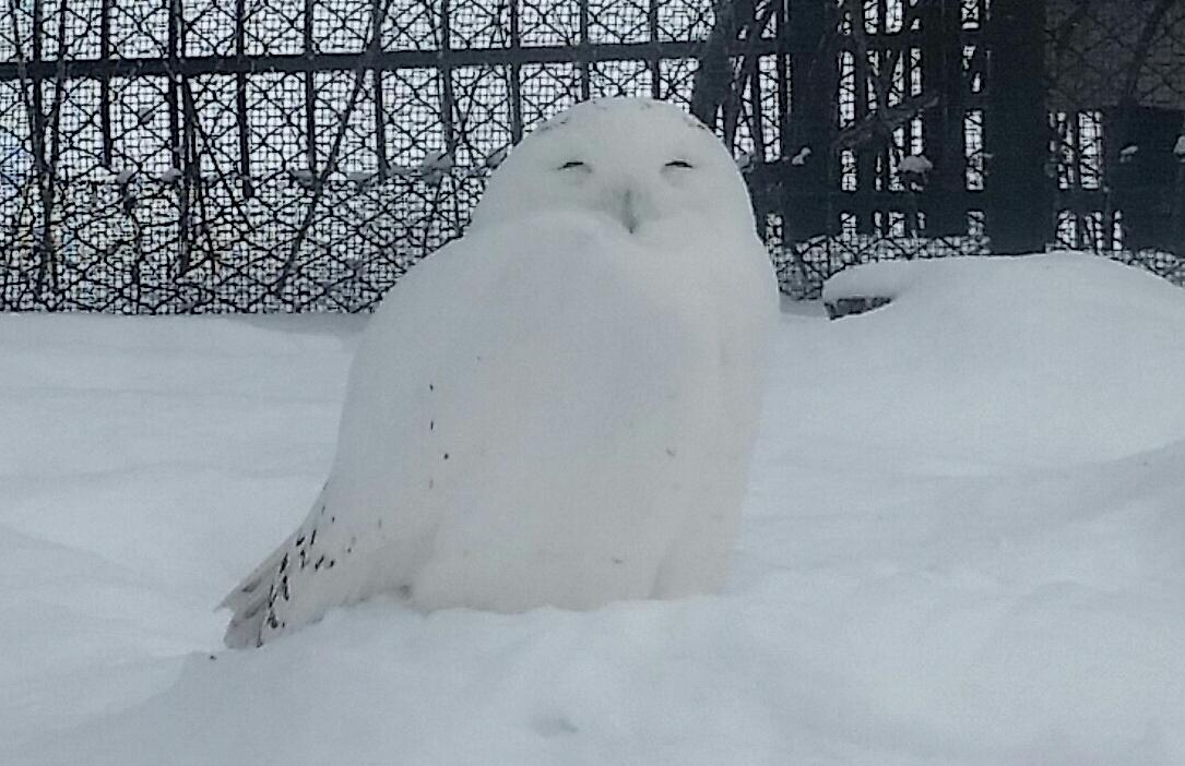 雪の中に埋もれて ほぼ背景と同化してどこにいるのかわからなくなるシロフクロウさんが本当に可愛いので 是非見てほしい Togetter 雪の中に埋もれて ほぼ背景と同化してどこにいるのかわからなくなるシロフクロウさんが本当に可愛いので 是非見てほしい Togetter
