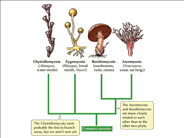aporsetas's tweet photo. Hoy es el #DarwinDay y queremos celebrar los avances en biología evolutiva mostrando la 'evolución de los hongos' http://t.co/3vkeQO0TRa