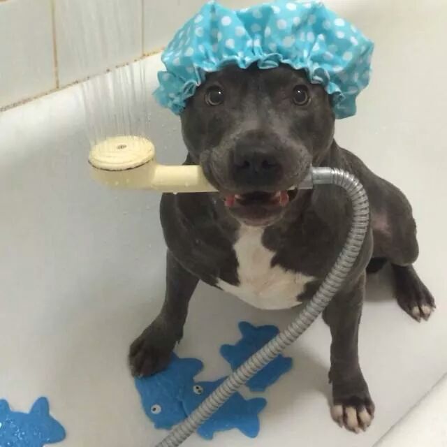 groomalon's tweet photo. #TrueorFalse: Frequent #bathing will dry out your #dogs #skin? http://t.co/ppEpt767Hy