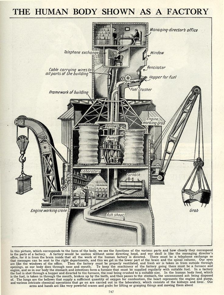 qikipedia's tweet image. The human body shown as a factory…