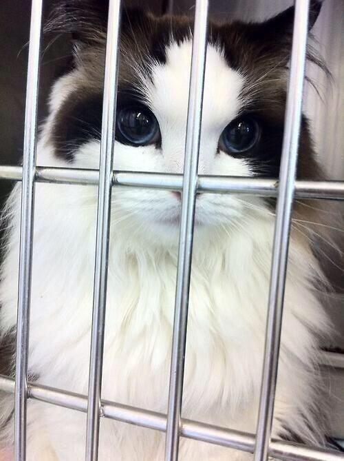 SpeakComedy's tweet photo. RT if this cat is prettier than you http://t.co/T3fBkcftYk